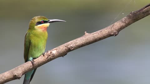 So beautiful bird with bright color