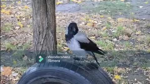 When A Crow Perched On A Rubber Tire