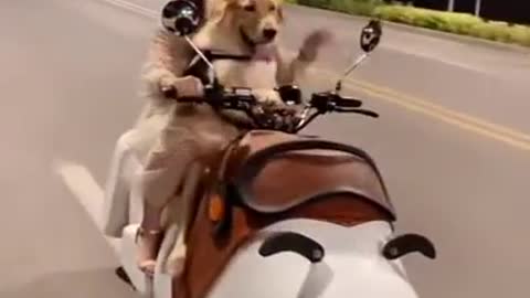 Super Adorable Golden Retriever Dog on a Snoopy Bike