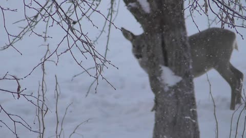 hungry wosulis dig apples under the snow in winter and eat them.