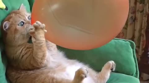 wait it🤣😂🫢#foryou #foryoupage #funnyvideos #cat