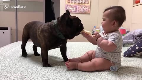 Pet french bully steals delicious rice cracker from toddler in Taiwan