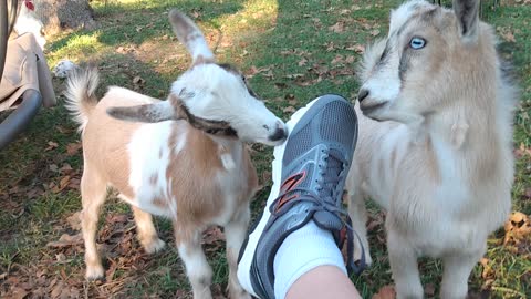 Goats bite new shoes