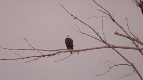 256 Toussaint Wildlife - Oak Harbor Ohio - Eagle Decides It Likes The Spot Light