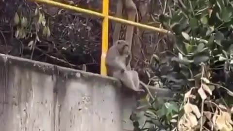 This monkey is having a time of his life