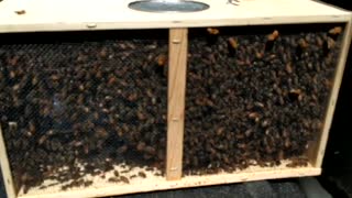 3lbs of Bees