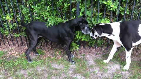 Great Dane scratches her itches with the bushes