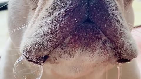 French bulldog drooling after seeing food
