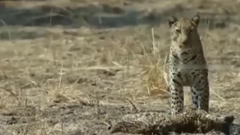 Mother Leopard Painfully When His Family Was Kidnapped By Evil Baboon And What Happen Next?