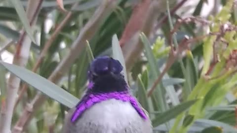 Purple hummimng bird