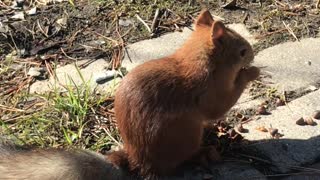 little squirrel from Siberia