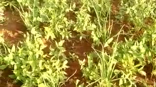 Uganda farms