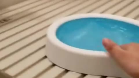 parrot doing swimming on small pool
