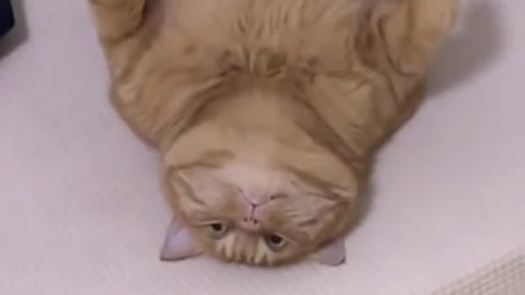 Rumble / Cats & Kittens— Funny cat videos | cute cat videos | cute animals | funny cats