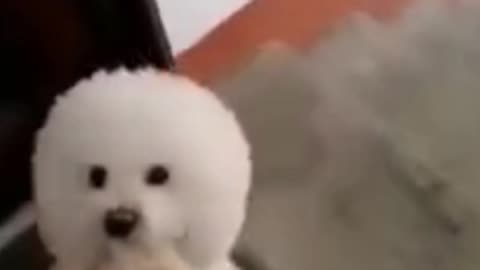 Super cute dog loves to help carry the groceries up stairs