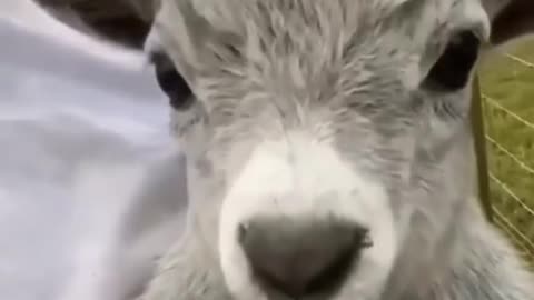 a collection of funny videos of an animal