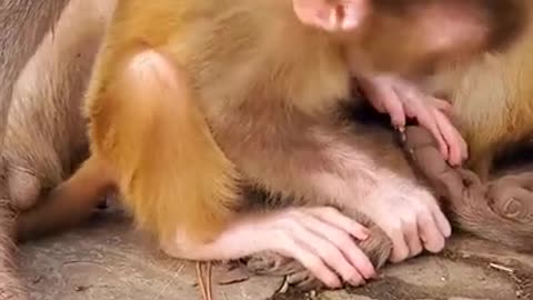 funny baby monkey video