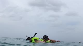 Sea turtle in the Caribbean