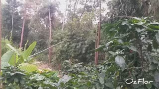 Coffee farm on top of a mountain in Thoet Thai, Thailand