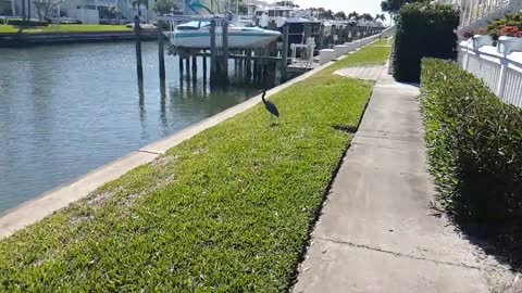 slo mo video of birds taking off