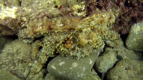 Octopus king of camouflage in the Red Sea, eilat israel