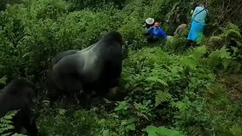 encounter with silverback gorilla