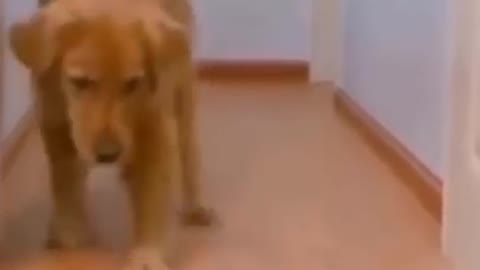 Funny Dog and Remote Control Car1