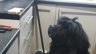 Hungry Newfoundland dog begs for a piece of toast