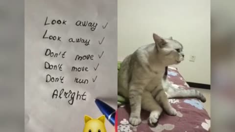 Cats talking !! these cats can speak english better thann