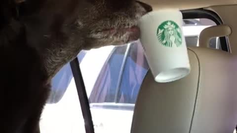 Well-mannered dog politely requests a refill at drive-thru window