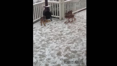 The Lynx came back! Mama and seven kittens play on our deck in Alaska!