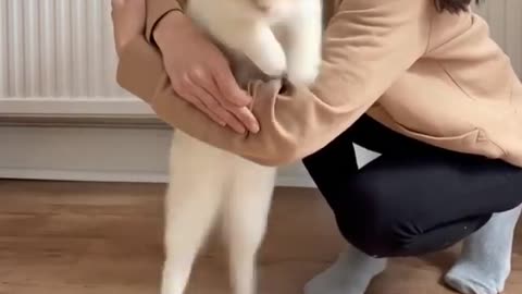 Cat Jumps Through An Arm Hoop | Cat Tricks