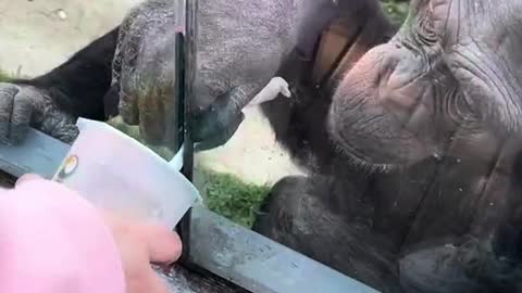 Chimpanzee drink water from straw