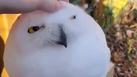 Rarest Snow owl