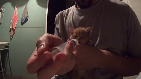 Feeding a Kitten
