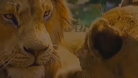 Lion loving cute couples 💕💕💕