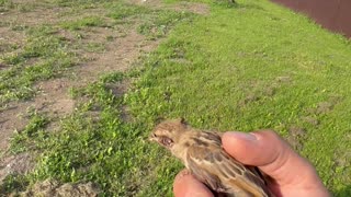 Helped a bird stuck in fence