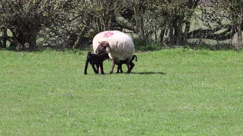 BABY sheep running to his Mother