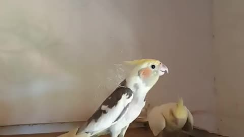 Cute cockatiel parrot funny parrot talking birds