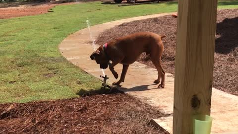 Dog Doesn’t Understand Sprinkler