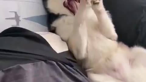 Adorable and Funny Husky Lays in Bed as if it is his