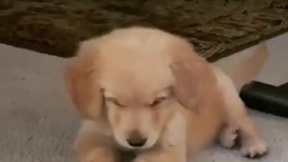 Puppy Adorable Plays With Ice Cube