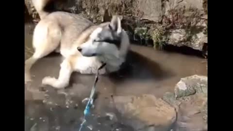 Funny And SOO Cute Husky Puppies Compilation #1 - Cutest Husky Puppy #Dogs #Animals #Cute