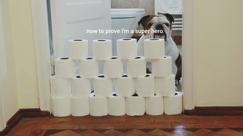 English Bulldogs jump over a pile of toilet paper for online challenge