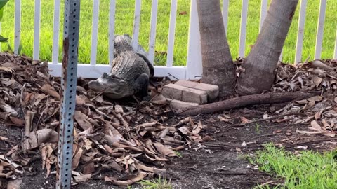 Alligator Squeezes Through Cocoa Beach Fence