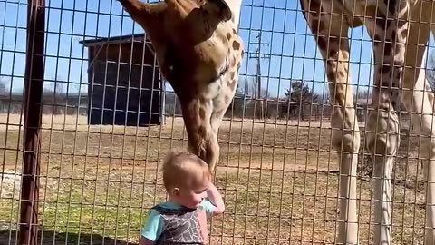 Cute Giraffe Gives Baby Smooches!😍😳🤩