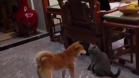 Cute dog vs cat