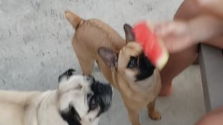 Faith and LuLu eating watermelon