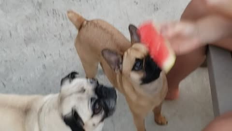 Faith and LuLu eating watermelon