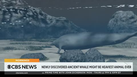 Newly discovered ancient whale may have been heaviest animal ever